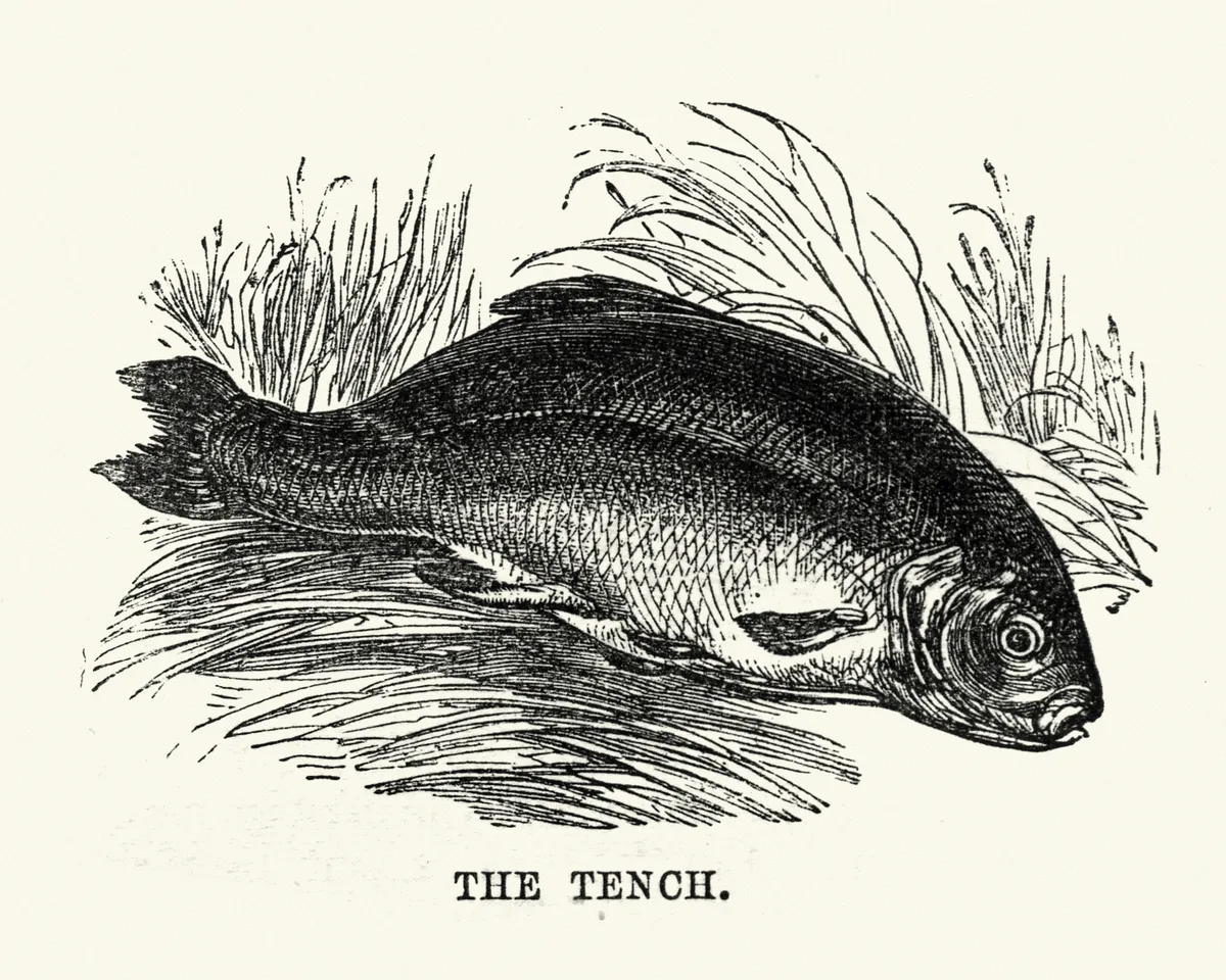 Vintage woodcut illustration of Tench fish./Credit: Getty