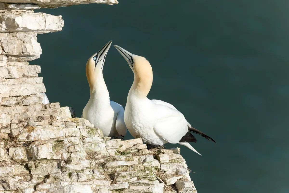 Courting Gannets at the RSPB Nature Reserve at Bempton Cliffs