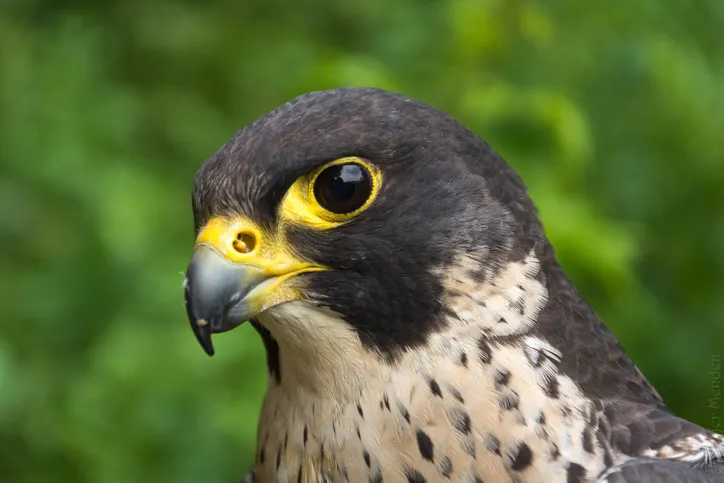 Close-Up Of Peregrine Falcon