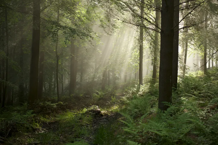 Chevin Forrest in the morning mist as the light dances through the tree tops.
