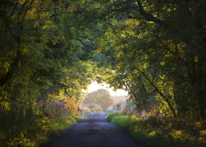 Well House, Harbottle, Northumberland, England, United Kingdom, September 14, 2016 : A scene of a tree archway across a farm lane in Autumn, copyright