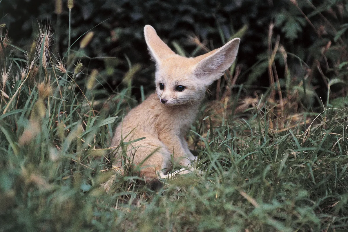 Close-up of a Fennec fox (Vulpes zerda)