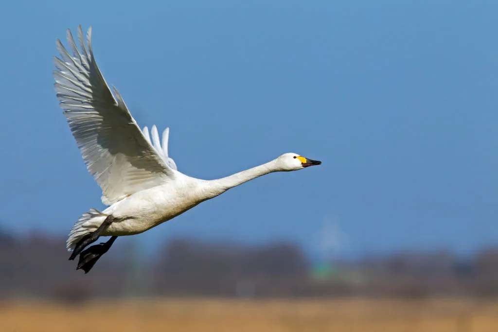 Look out for Berwick's swans in the winter months