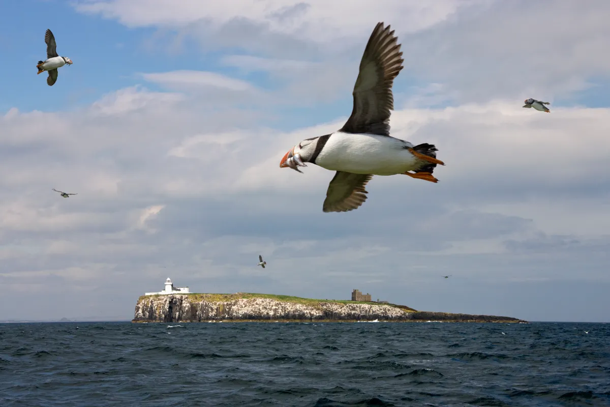 Atlantic Puffins (Fratercula arctica) flying near the lighthouse on Inner Farne Island in the Farne Islands off the Northumberland coast in North East England. Puffins feed mainly on sand eels but also take small crustaceans and squid.