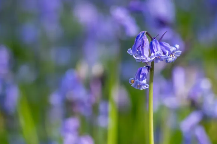 Bluebell (Hyacinthoides non-scripta) close-up among many others
