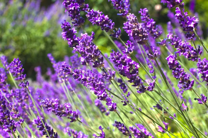 Bright purple lavender in full bloom in the garden, summertime, England.