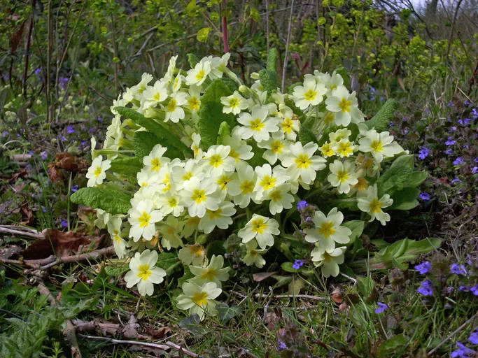 Single flowering primrose (Primula vulgaris) plant in spring woodland with a background of vegetation.