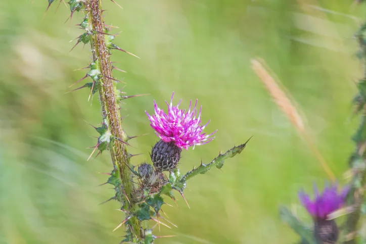 Pink knapweed flower with spiky leaves and stem