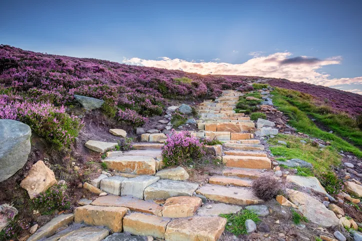 Popular with walkers and hikers the Simonside Hills are covered with heather in late summer. they are part of Northumberland National Park overlooking Coquetdale and Cheviot Hills