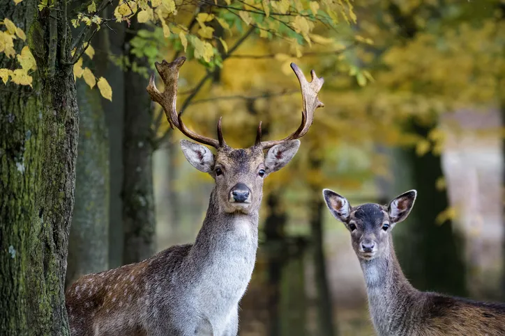 A young fallow deer and its father looking into the camera in the forest