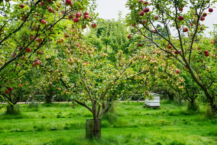 Apple trees in the garden 