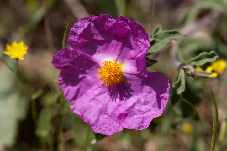 Flower of a pink rock rose (Cistus creticus)