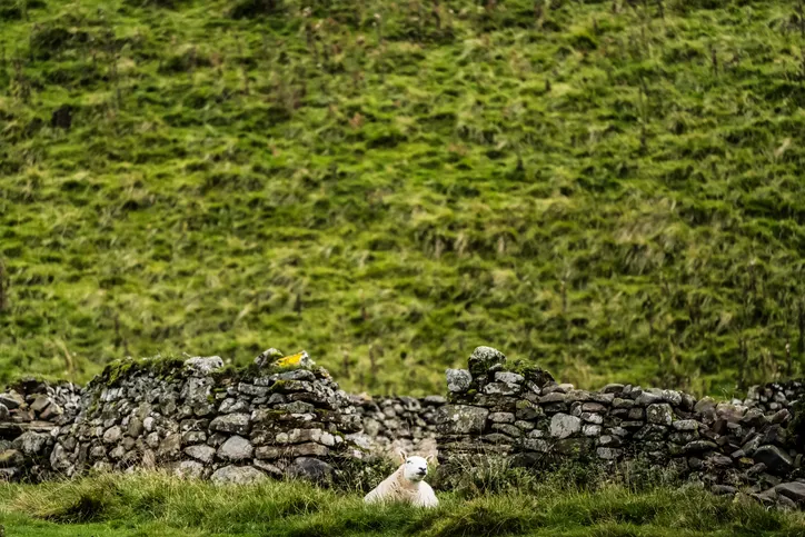 A cheviot sheep grazes next to stone dyke shelter at the bottom of a steep fell side.