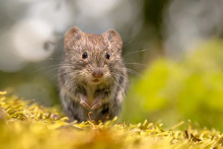 Frontal view of cute Bank vole (Clethrionomys glareolus) mouse looking in the camera