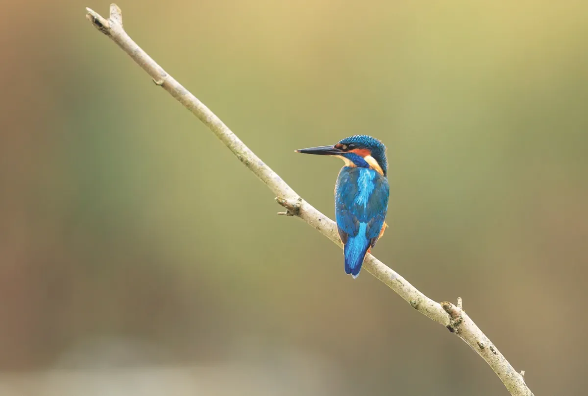 A kingfisher perched on a riverside twig