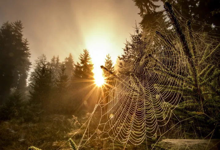 Close up of spider web in mountain forest with sun rising in background