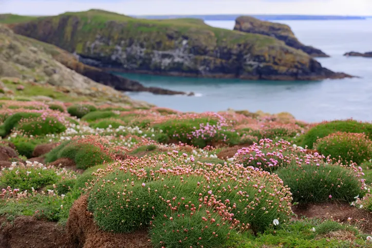 landscape of Skomer Island along the Welsh coast