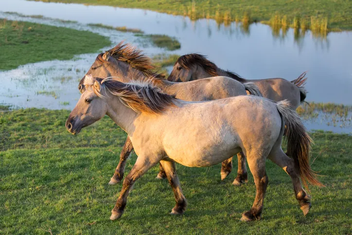 Dutch National Park Oostvaardersplassen with Konik horses passing a pool of water