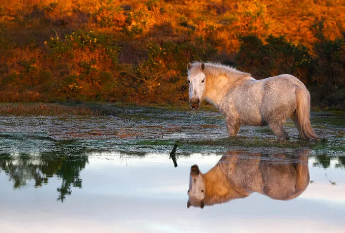 New Forest Pony and reflection