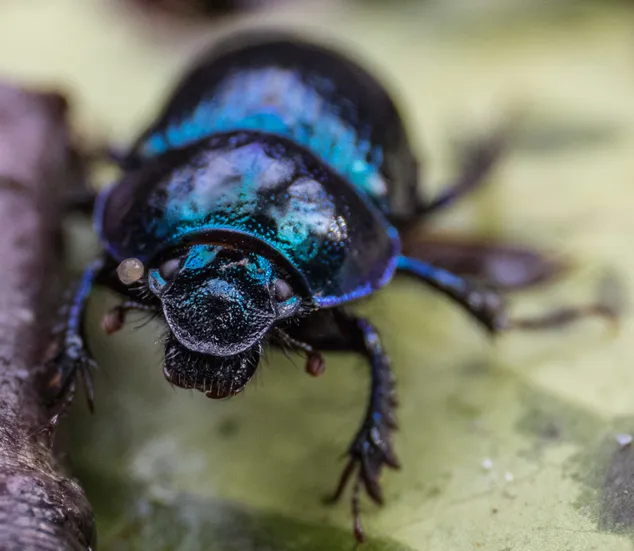 Dor Beetle (Dung Beetle) showing off its metallic carapace
