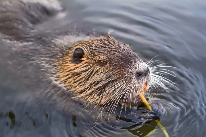 Looking for wild beavers in Devon - Countryfile.com
