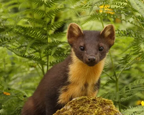 Pine Martens can be seen in the forest along the walk
