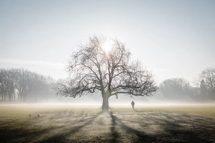 Lone tree on frosty Peckham Rye Common, London