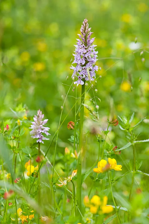 Close-up image of the spring flowering, Common Spotted Orchid purple flower also known as Dactylorhiza fuchsii