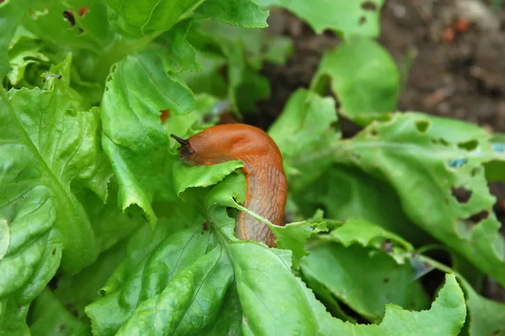 Slug on Salad