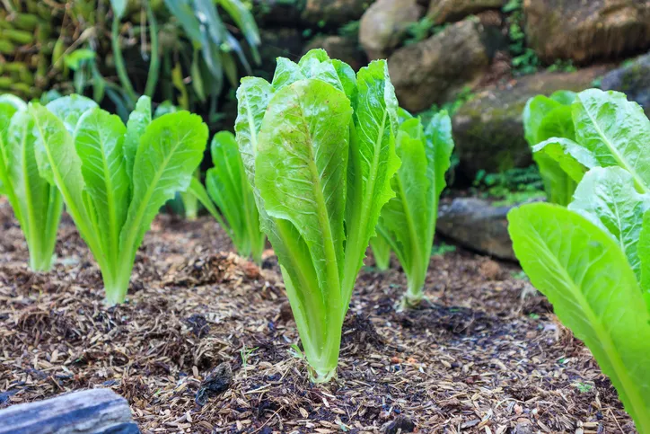 Green Romain or cos lettuce plant in organic garden