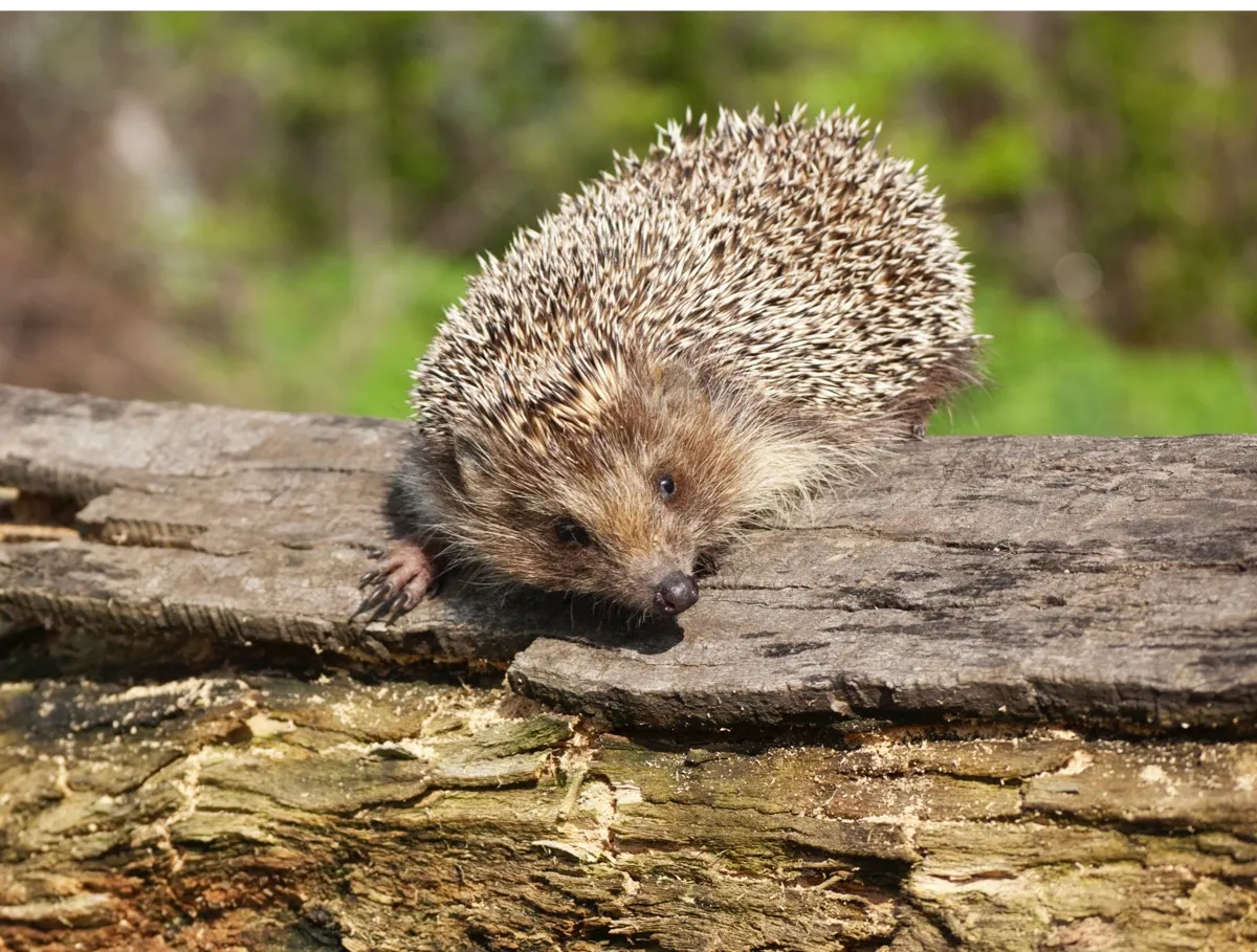 adult wilde Eastern European hedgehog (Erinaceus concolor) on the rotten log