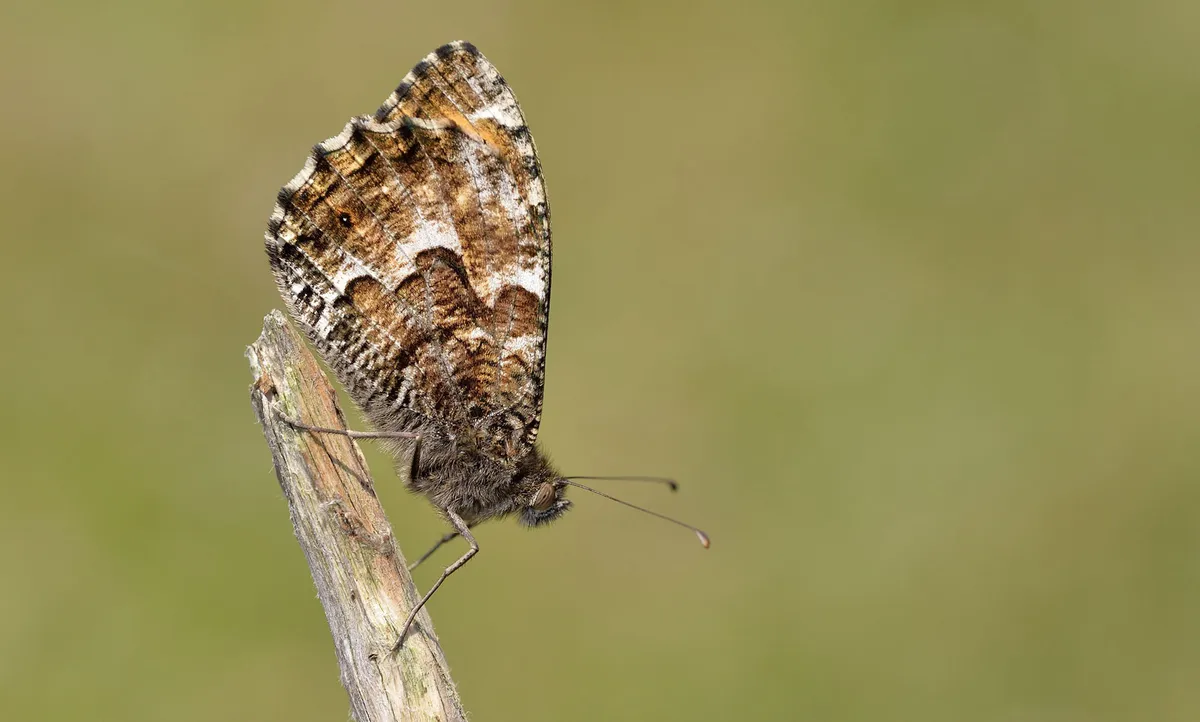 Grayling_Bob-Eade2C-Butterfly-Conservation-9f3abf3