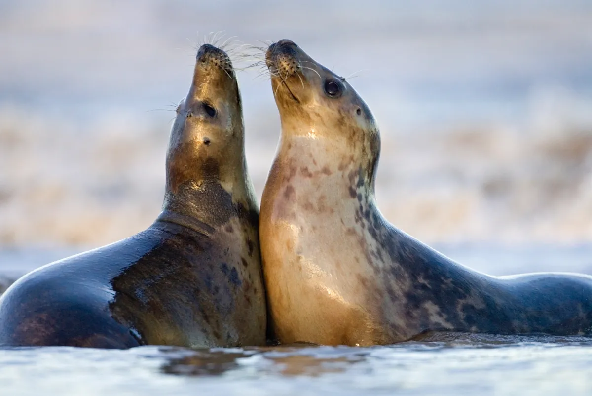 Grey Seal (Halichoerus grypus) pair playing on beach, Donna Nook, Lincolnshire, England