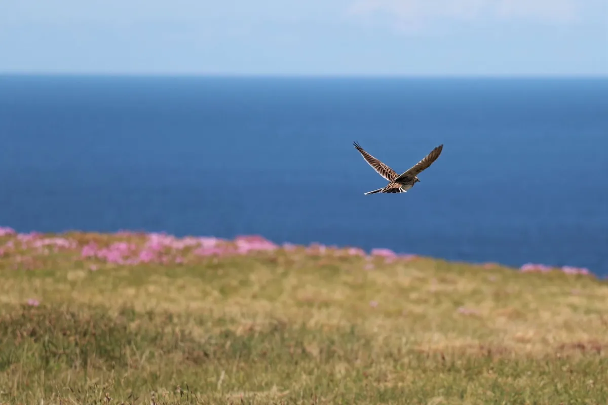 The high heather plateau is an ideal hunting ground for small birds of prey