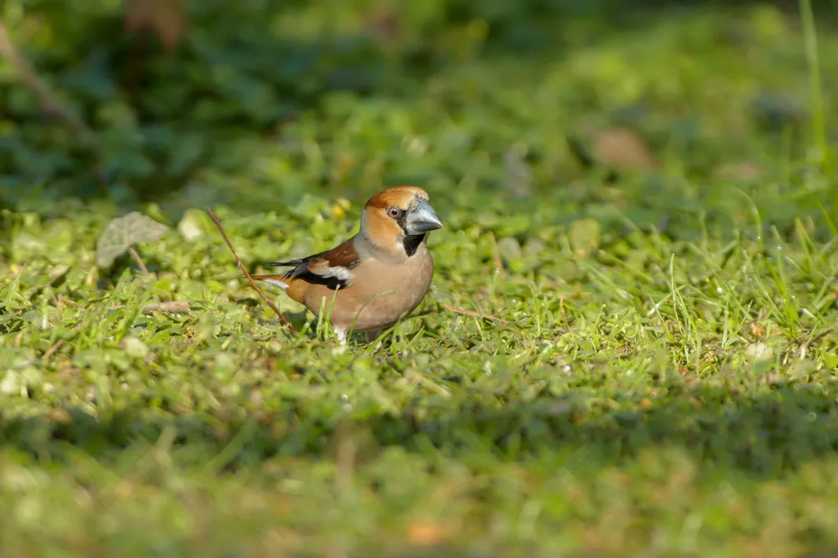 hawfinch bbc countryfile magazine expert guide
