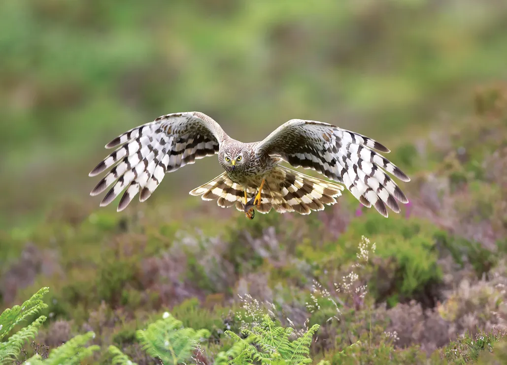 A guide to British birds of prey
