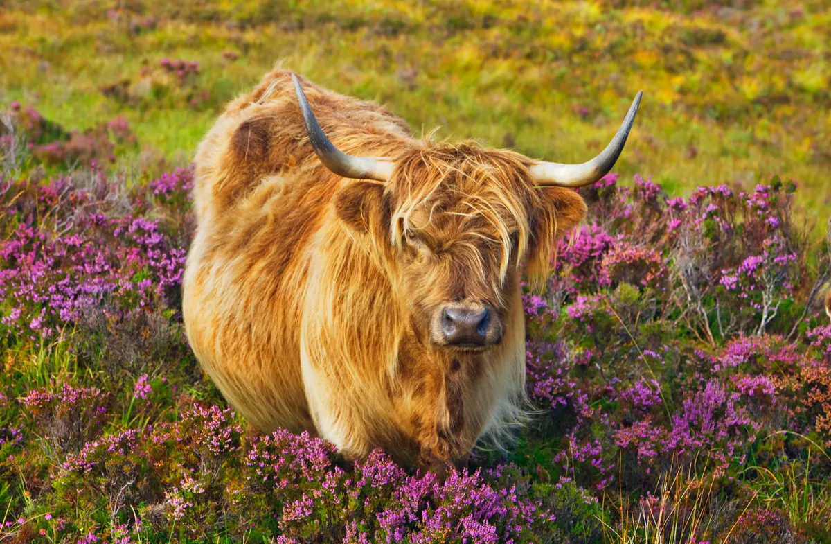 Highland Cattle graze the clifftops ©Getty