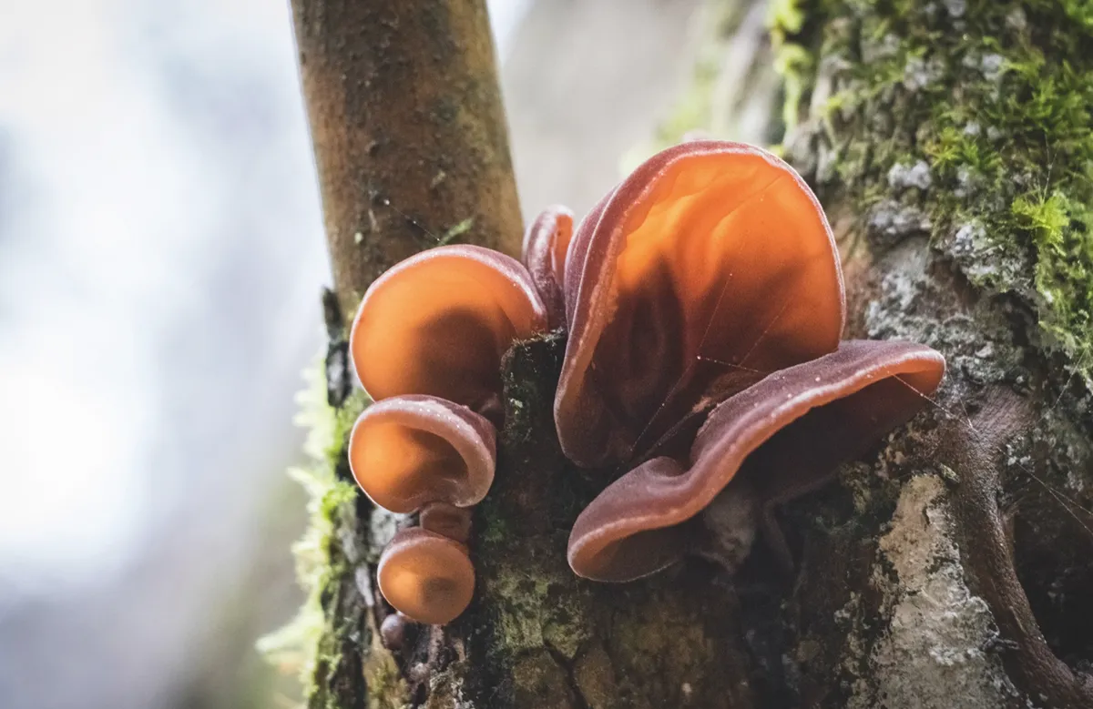 Jelly ear mushroom growing from tree trunk