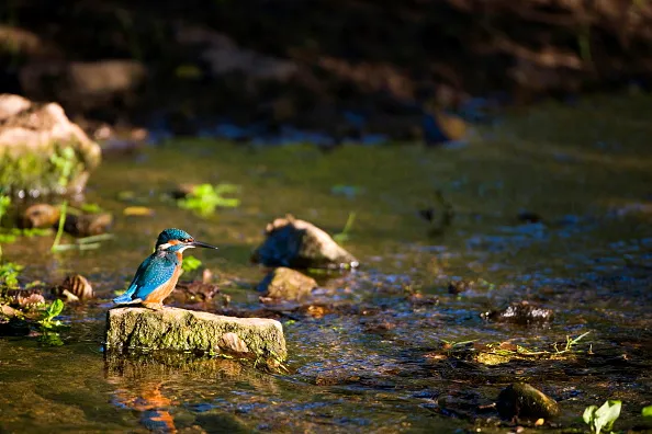 A Kingfisher perching on a stone in a stream