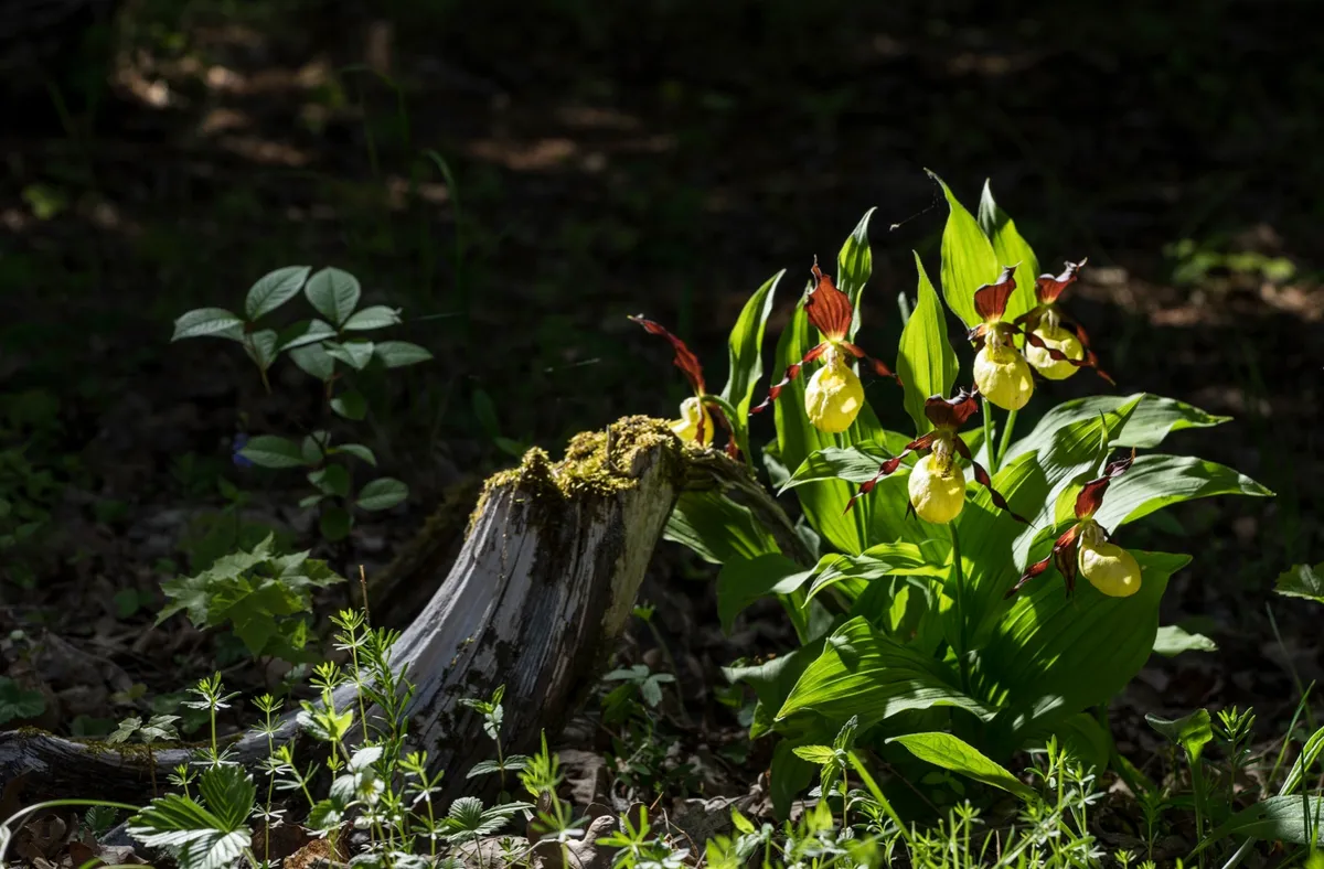 Lady's Slipper Orchid flower. Yellow with red petals blooming flower in natural environment. Lady Slipper, Cypripedium calceolus. Kesselaid, a small island in Estonia. Nordic countries, Europe