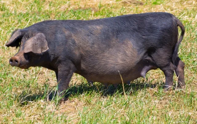 Black pig outdoor grazing standing in Menorca Balearic islands