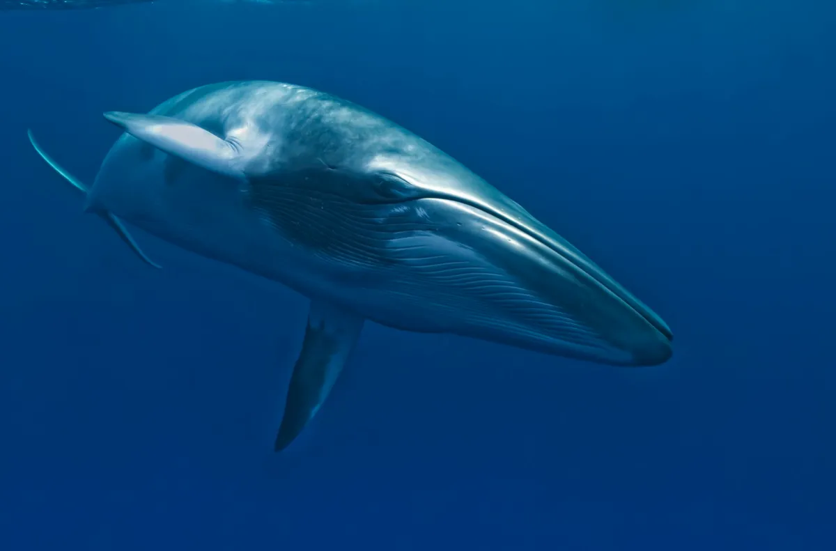 Ribbon Reefs, Great Barrier Reef, Queensland, Australia Dwarf minke whale - thought to form yet-to-be named sub-species of common minke whale
