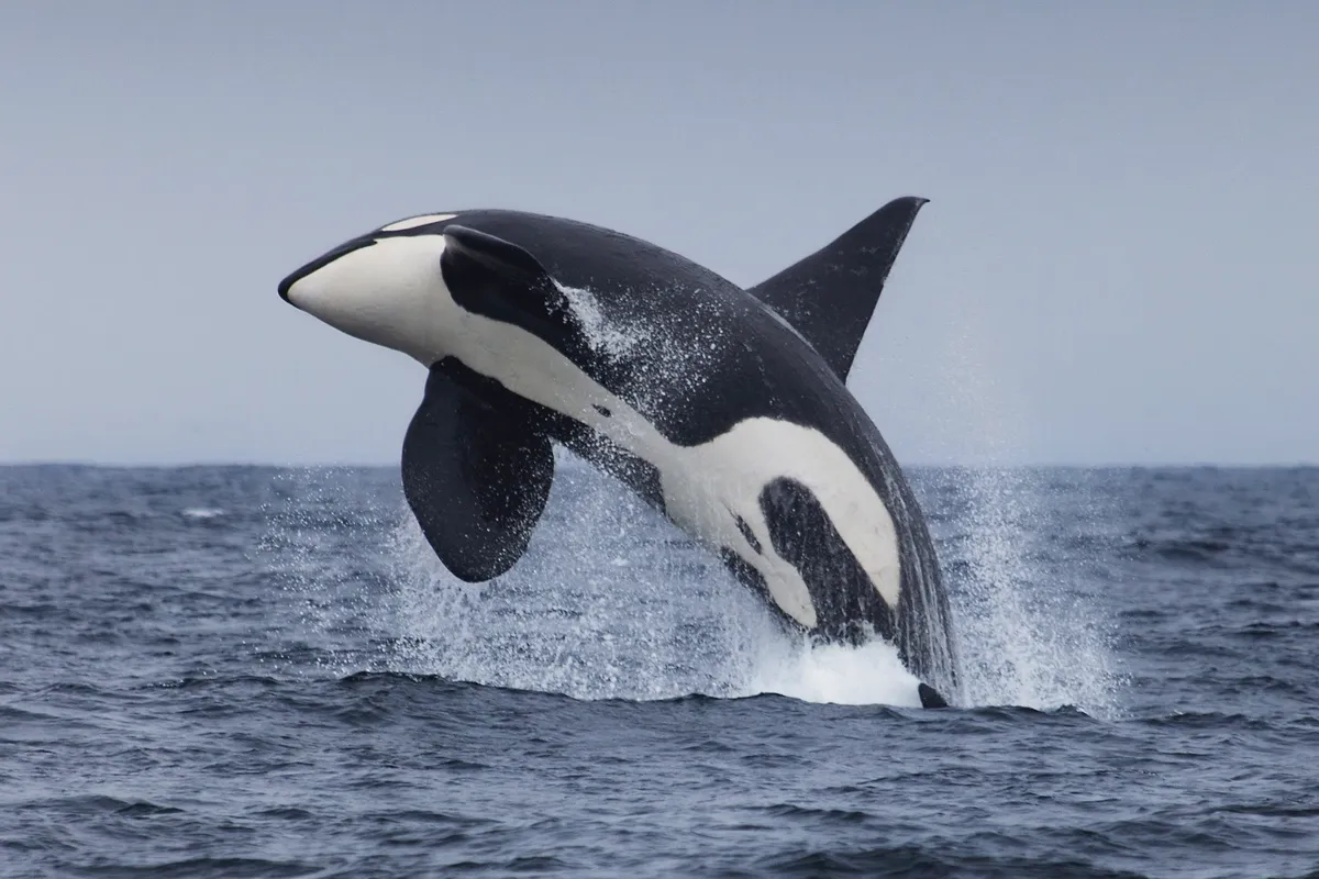 Orca_GettyImages_1-8e0fc26