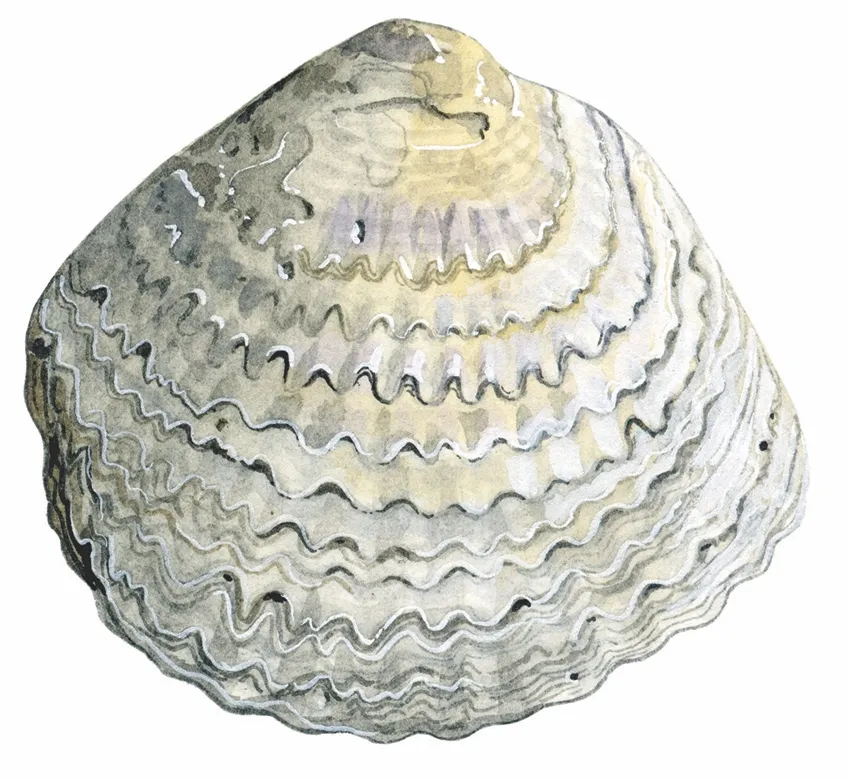 Stone Plus - Sea Shells