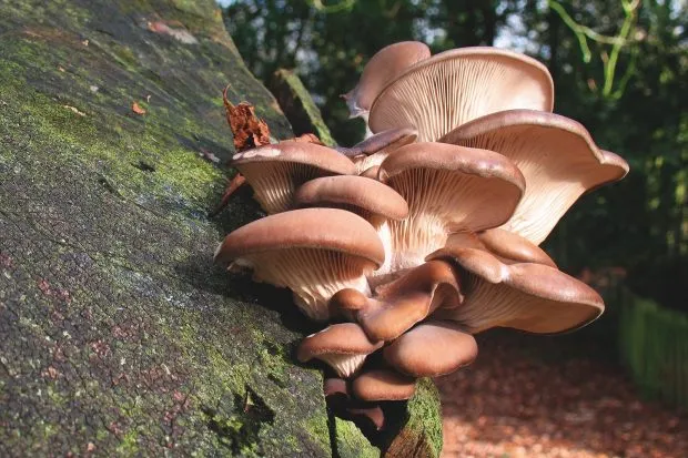 Oyster mushroom growing on tree trunk