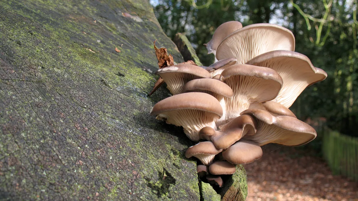 A cluster of pale brown fungi resembling oyster mushrooms grows on the trunk of a tree in a London public park.