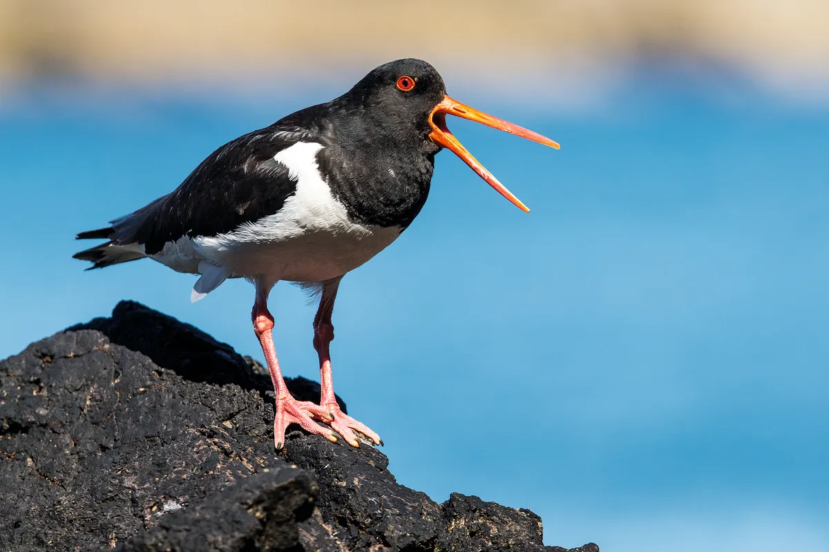 An oystercatcher at Wooltack Point