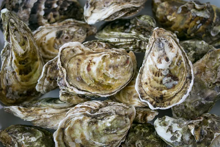 Full frame of fresh oyster