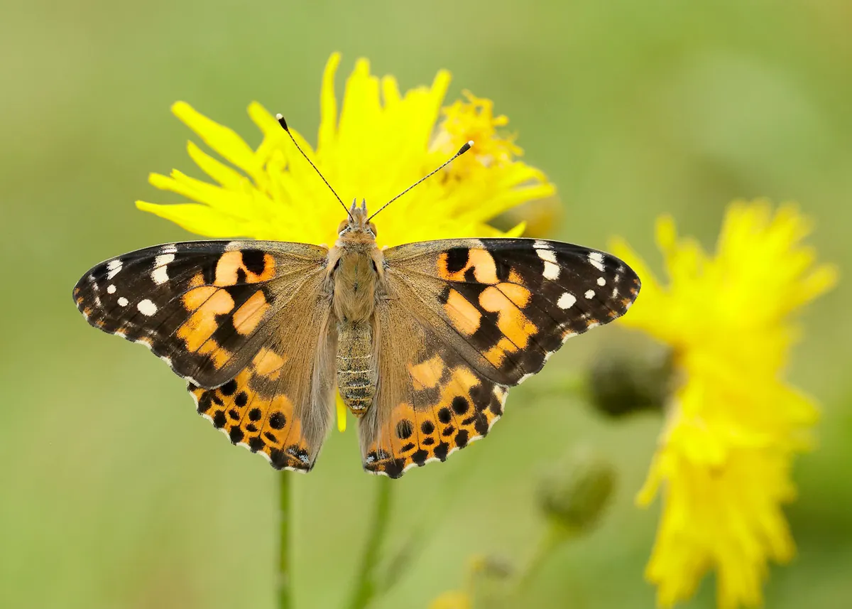 Painted-Lady_Ian-H-Leach2C-Butterfly-Conservation-f81282b