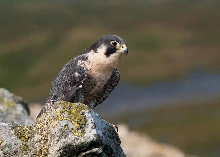 A Peregrine Falcon overhead on a rock
